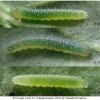 pier napi larva2 volg